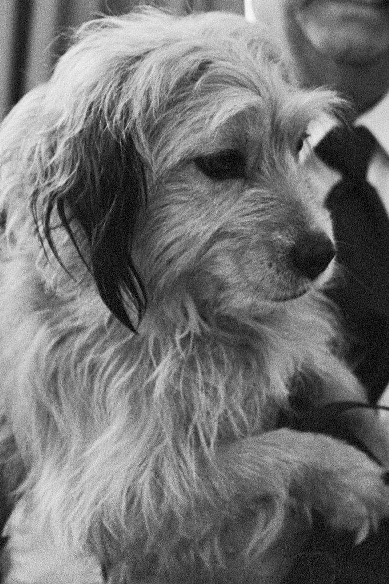 Stray Dog (uncredited)