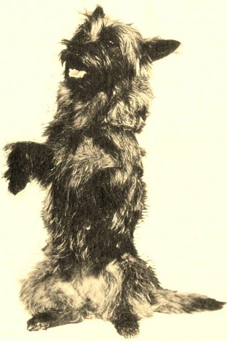 Toto